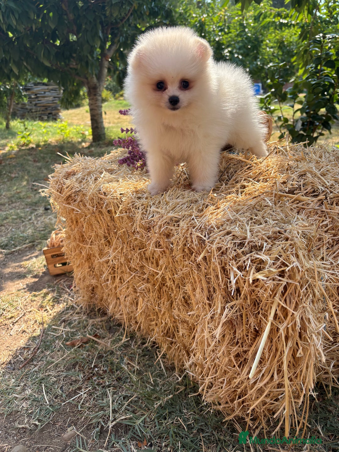 Pomerania perros en venta: Pomerania Macho para entregar  - Imagen 1