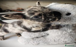 Chihuahua perros en venta: Chihuahua Toy  - Anuncio 1