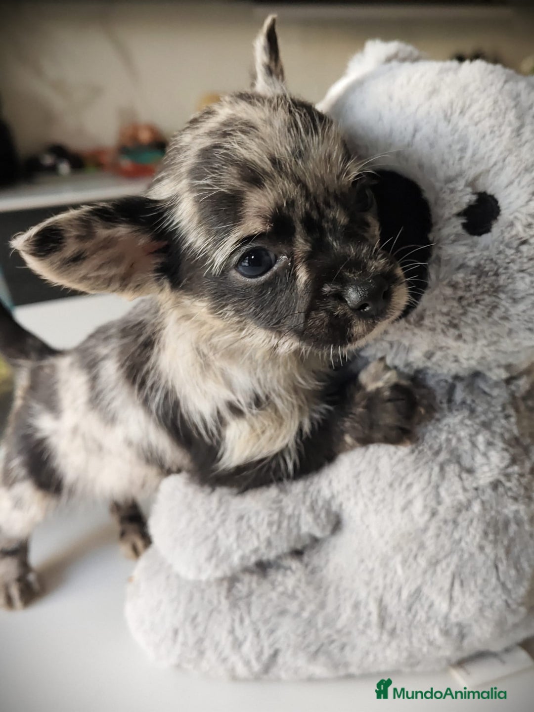 Chihuahua perros en venta: Chihuahua Toy  - Anuncio 1