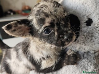 Chihuahua perros Chihuahua Toy - Anuncio 4