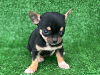 Chihuahua perros Chihuahua toy - Anuncio 1