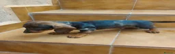 Teckel Miniatura perros en venta: Machito teckel rojo arlequín  - Anuncio 3