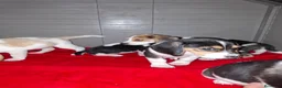 Beagle perros en venta: BEAGLES - Anuncio 22