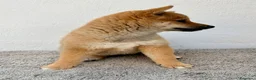 Shiba Inu perros en venta: Shiba Inu Hembra - Anuncio 15