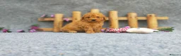 Caniche Toy perros en venta: PRECIOSOS CANICHE  ROJO LINEA TOY - Anuncio 16