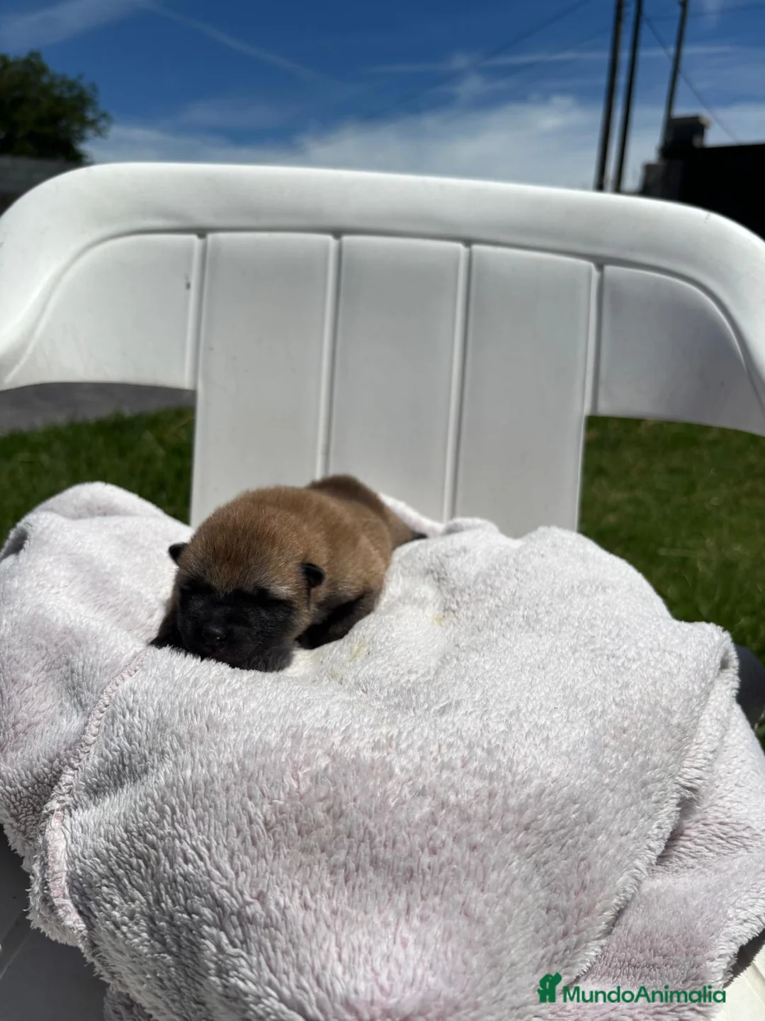 Shiba Inu perros en venta: SINA INU EN PONTEVEDRA - Anuncio 6