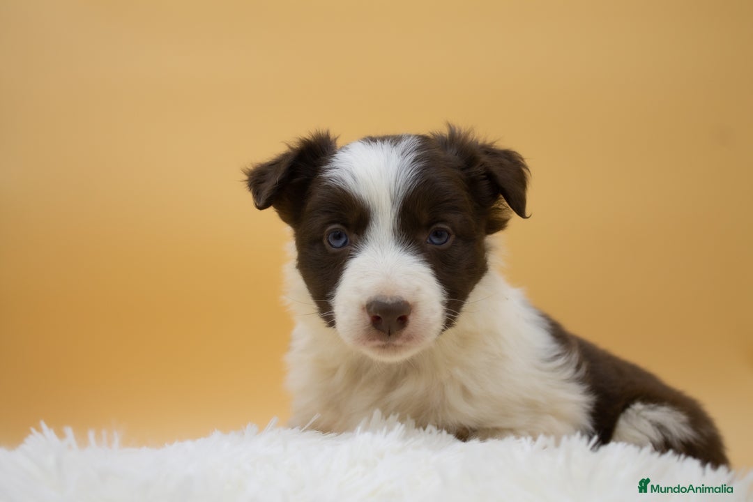 Border Collie perros en venta: PRECIOSOS BORDER COLLIE CHOCOLATE - Imagen 6