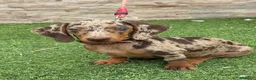 Teckel Miniatura perros en venta: Disponible hembra d teckel arlequín chocolate  - Anuncio 6
