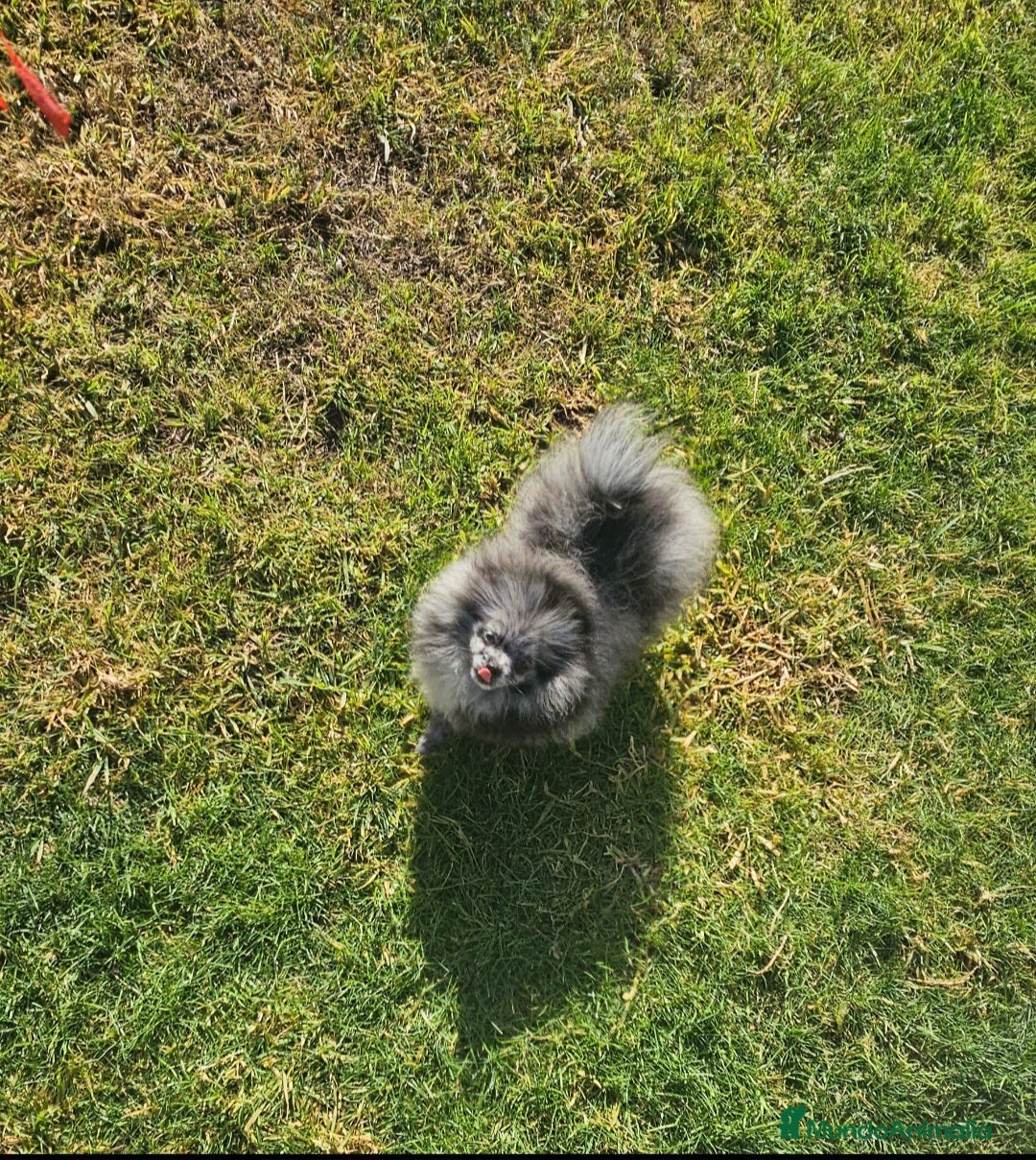 Pomerania perros en venta: PRECIOSA HEMBRITA MERLE  - Anuncio 1