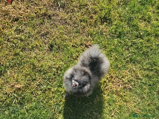 Pomerania perros PRECIOSA HEMBRITA MERLE - Anuncio 3