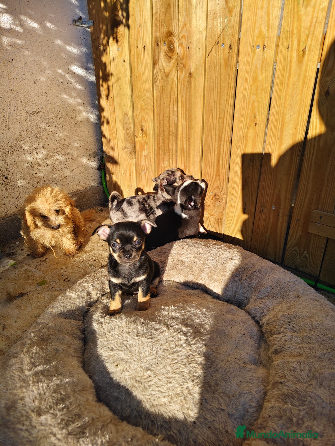 Chihuahua perros en venta: Chihuahua Toy machos  - Anuncio 4