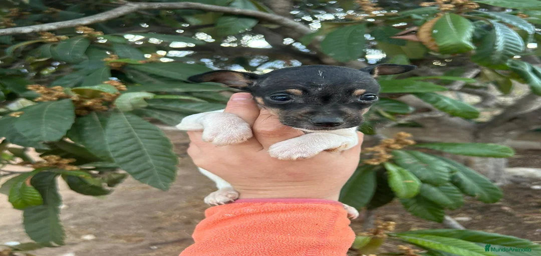 Imagen de galería {{count}}