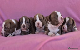 American Bully perros en venta: Preciosa camada american bully pocket - Imagen 1