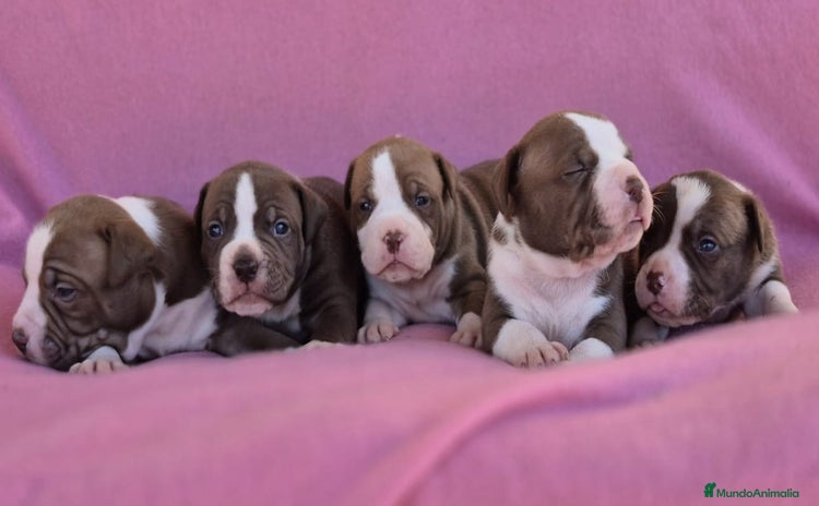 American Bully perros - Anuncio 2