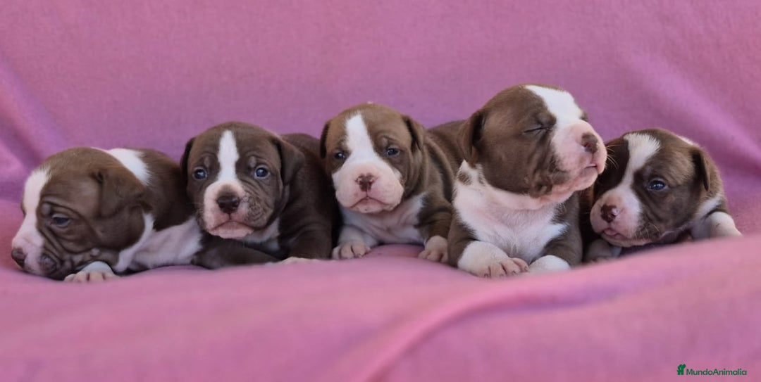 American Bully perros en venta: Preciosa camada american bully pocket - Imagen 1