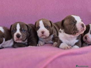 American Bully perros - Anuncio 2