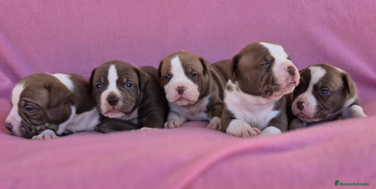 American Bully perros - Anuncio 2