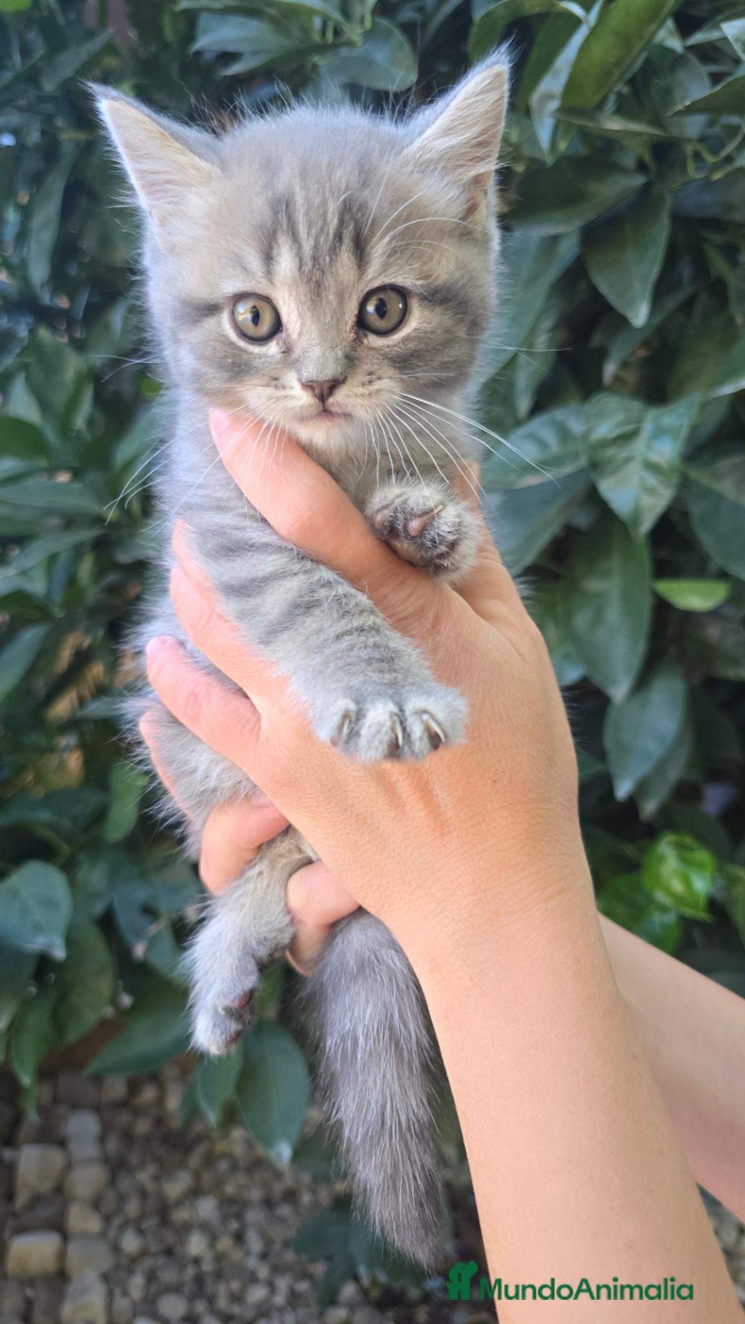 Scottish Fold gatos Gatcot.com - Anuncio 2