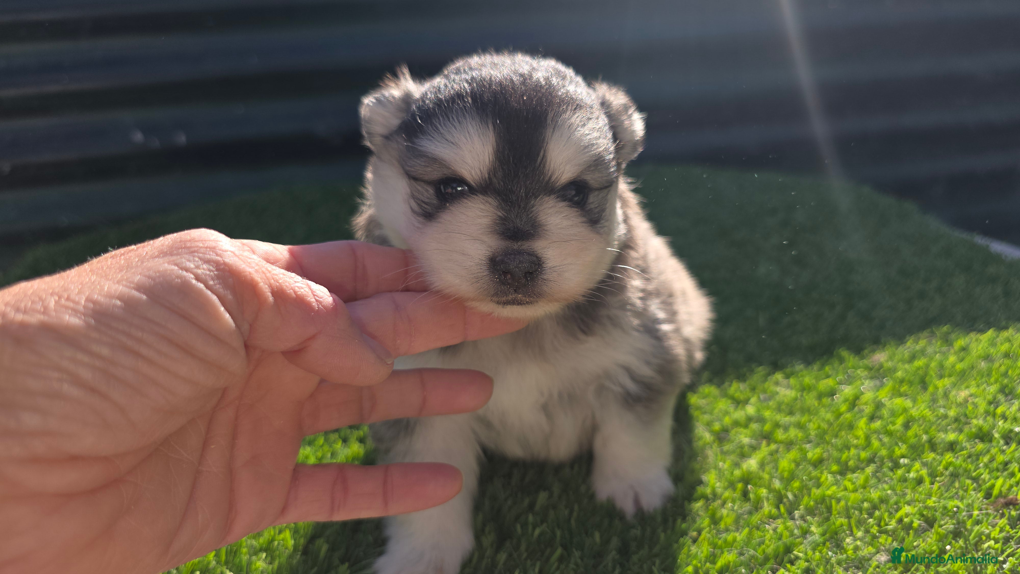Pomsky perros Pomsky  miniaturas  - Anuncio 1