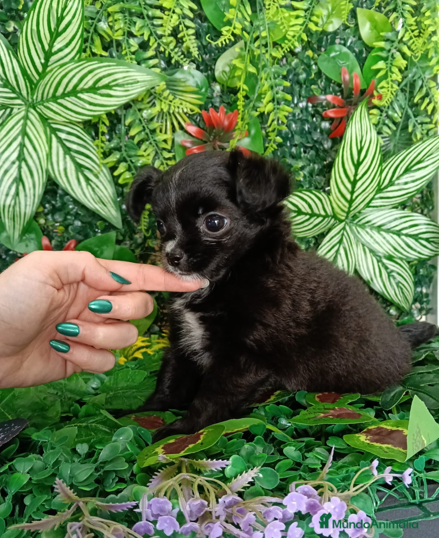 Chihuahua perros Chihuhua de pelo largo  - Anuncio 2