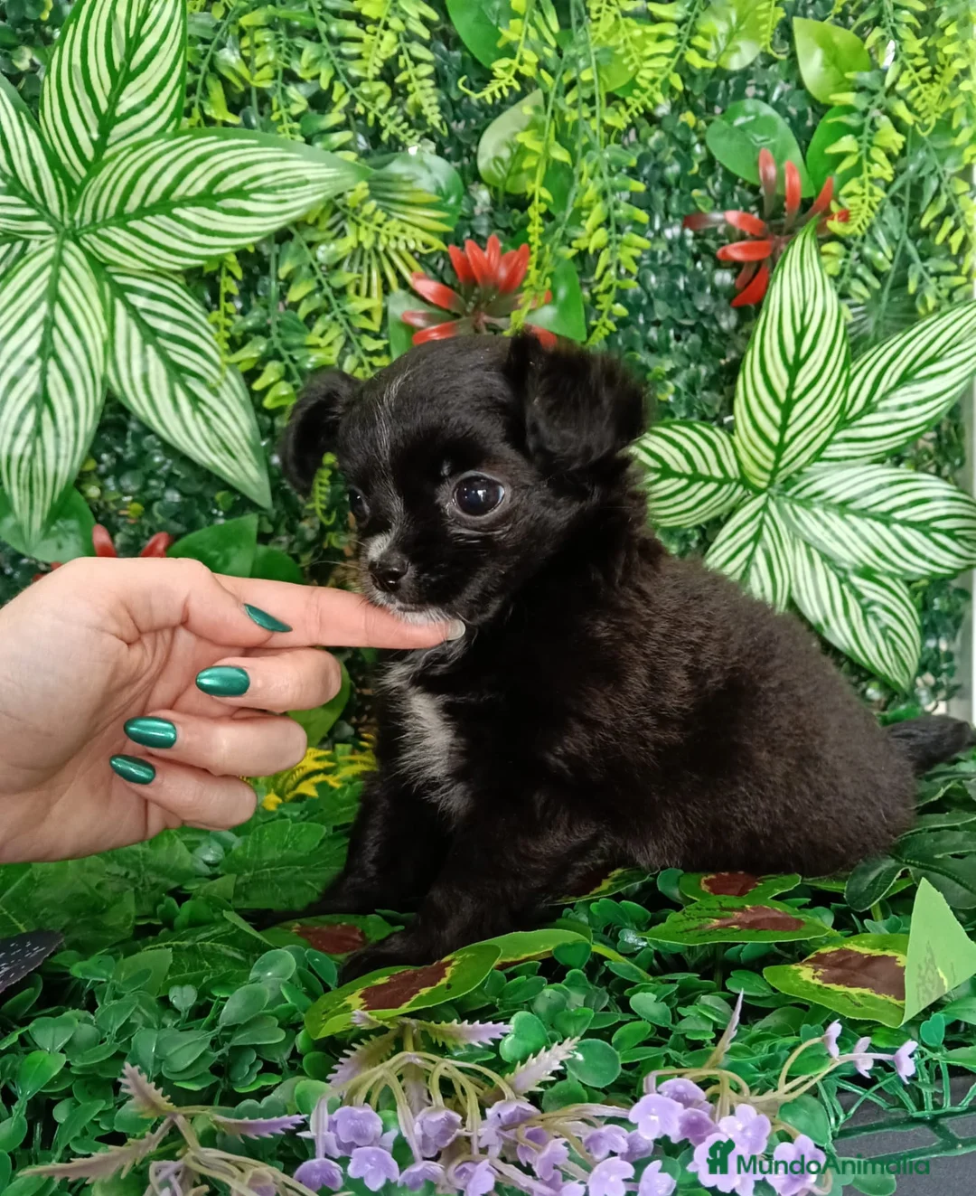 Chihuahua perros en venta: Chihuhua de pelo largo  en Málaga - Anuncio 1