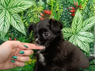 Chihuahua perros Chihuhua de pelo largo - Anuncio 2