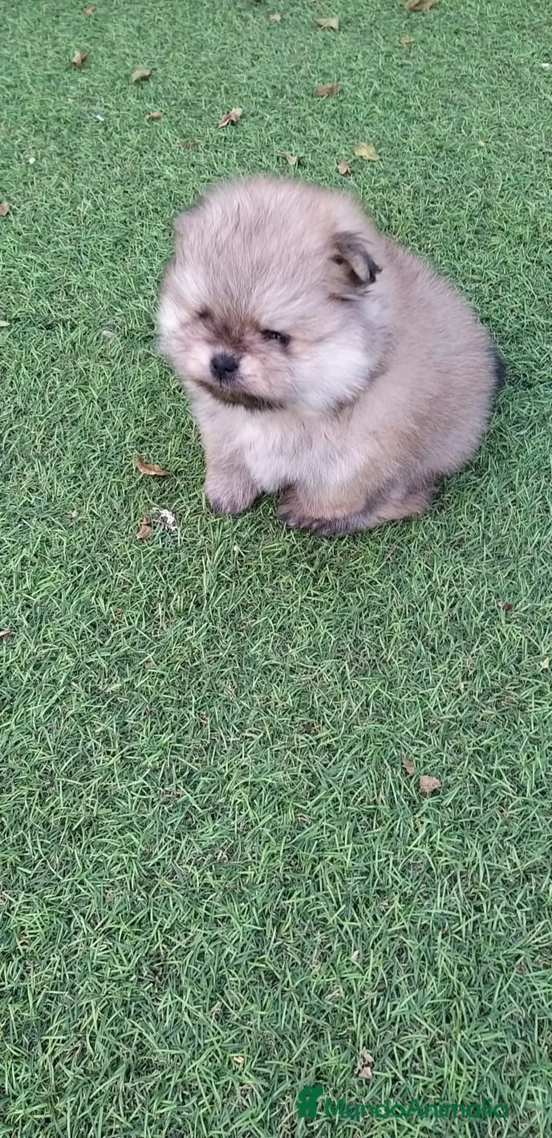 Pomerania perros en venta: Lulú de Pomerania  - Anuncio 2