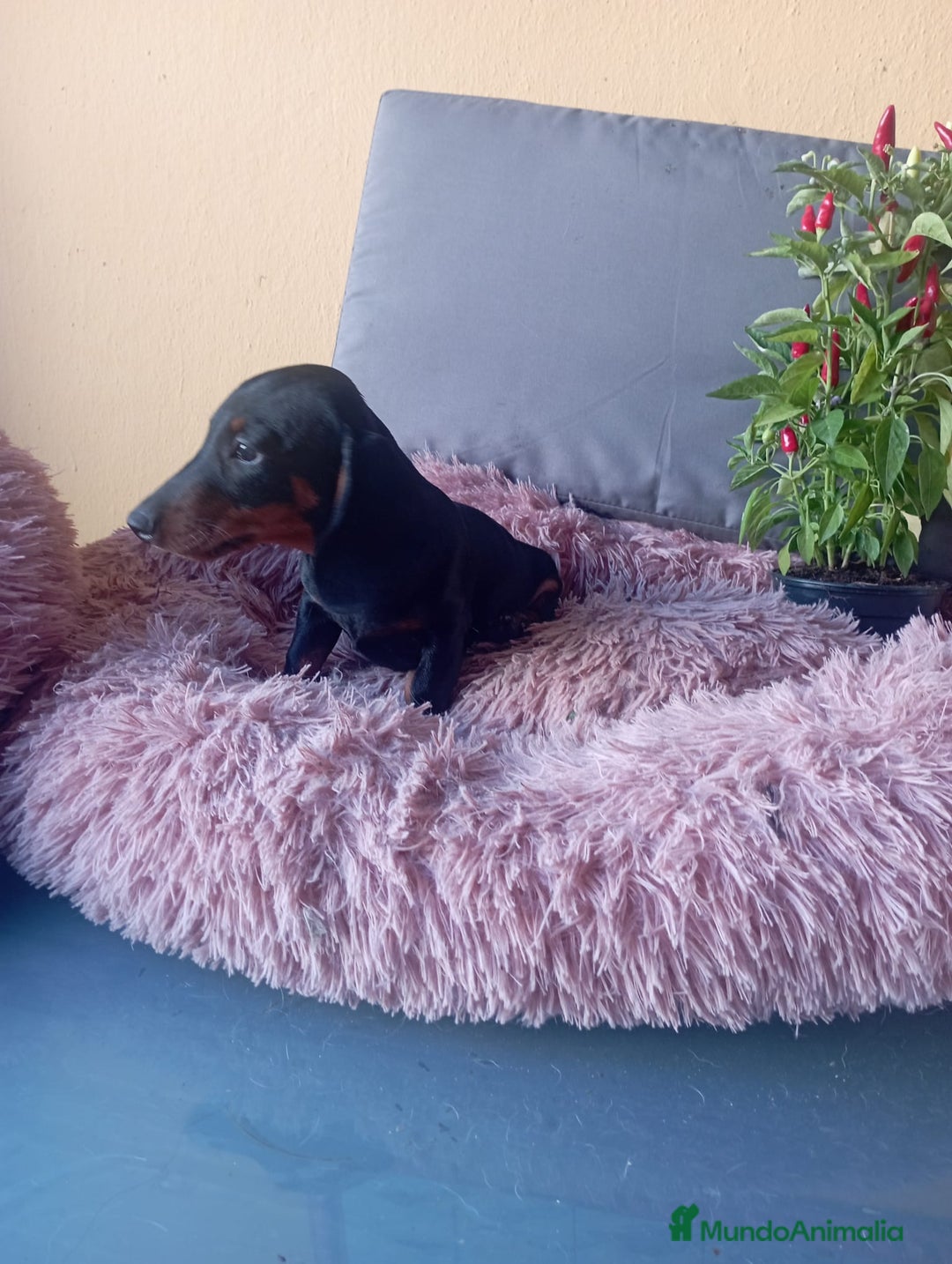 Teckel Miniatura perros en venta: Últimos teckel!! - Imagen 6