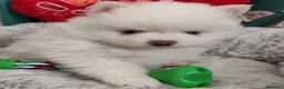 Pomsky perros en venta: Pomsky  - Anuncio 3