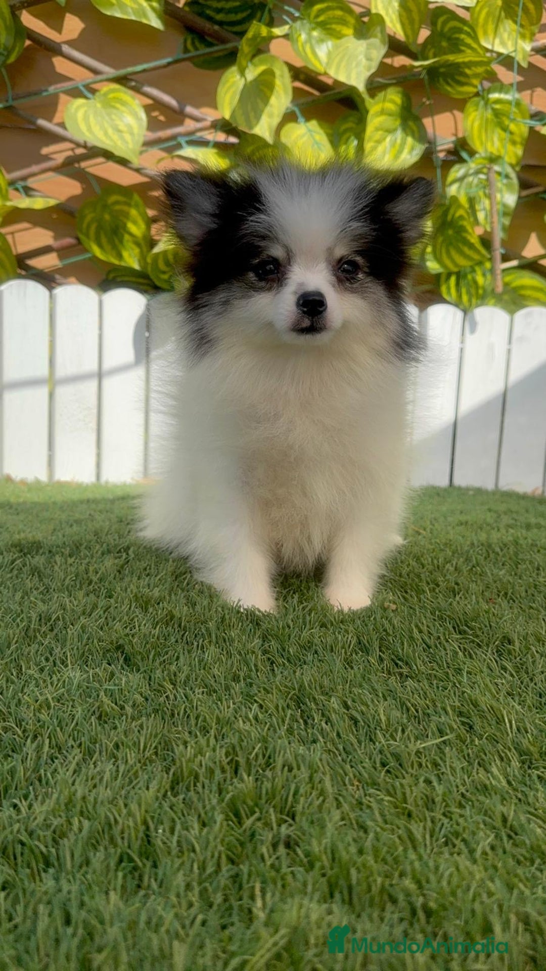 Pomerania perros en venta: POMERANIA HEMBRA ENVIOS A TODA ESPAÑA - Imagen 12