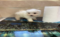 Bichón Maltés perros en venta: Bichon maltés toy  - Imagen 4
