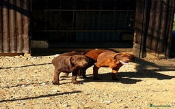 Labrador Retriever perros en venta: Labrador Retriever  - Imagen 2