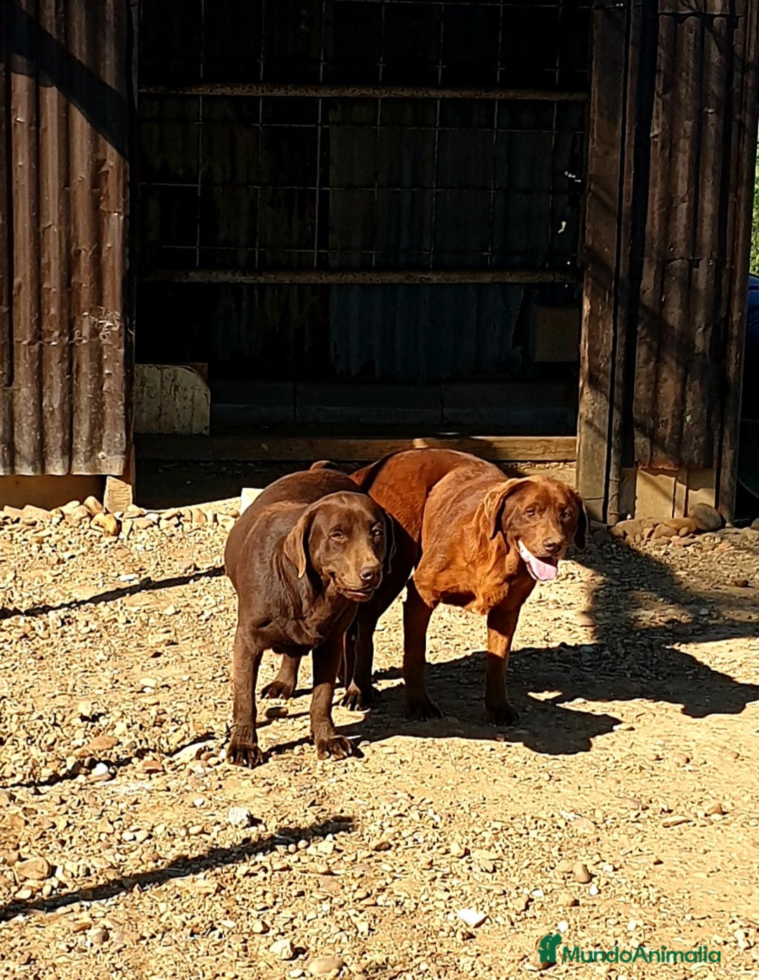 Labrador Retriever perros en venta: Labrador Retriever  - Imagen 2