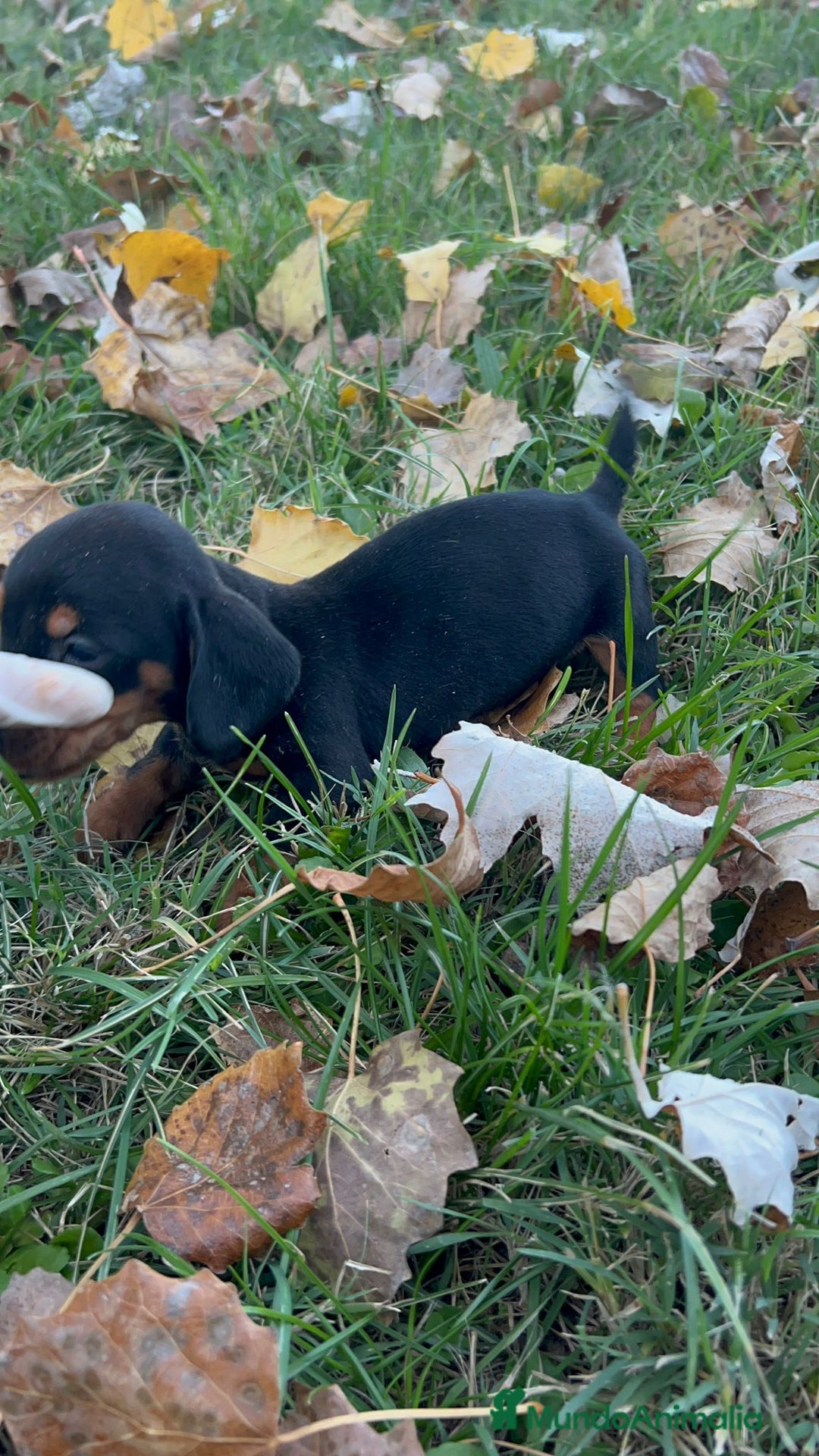 Teckel Miniatura perros en venta: Tecleo mini  - Anuncio 9