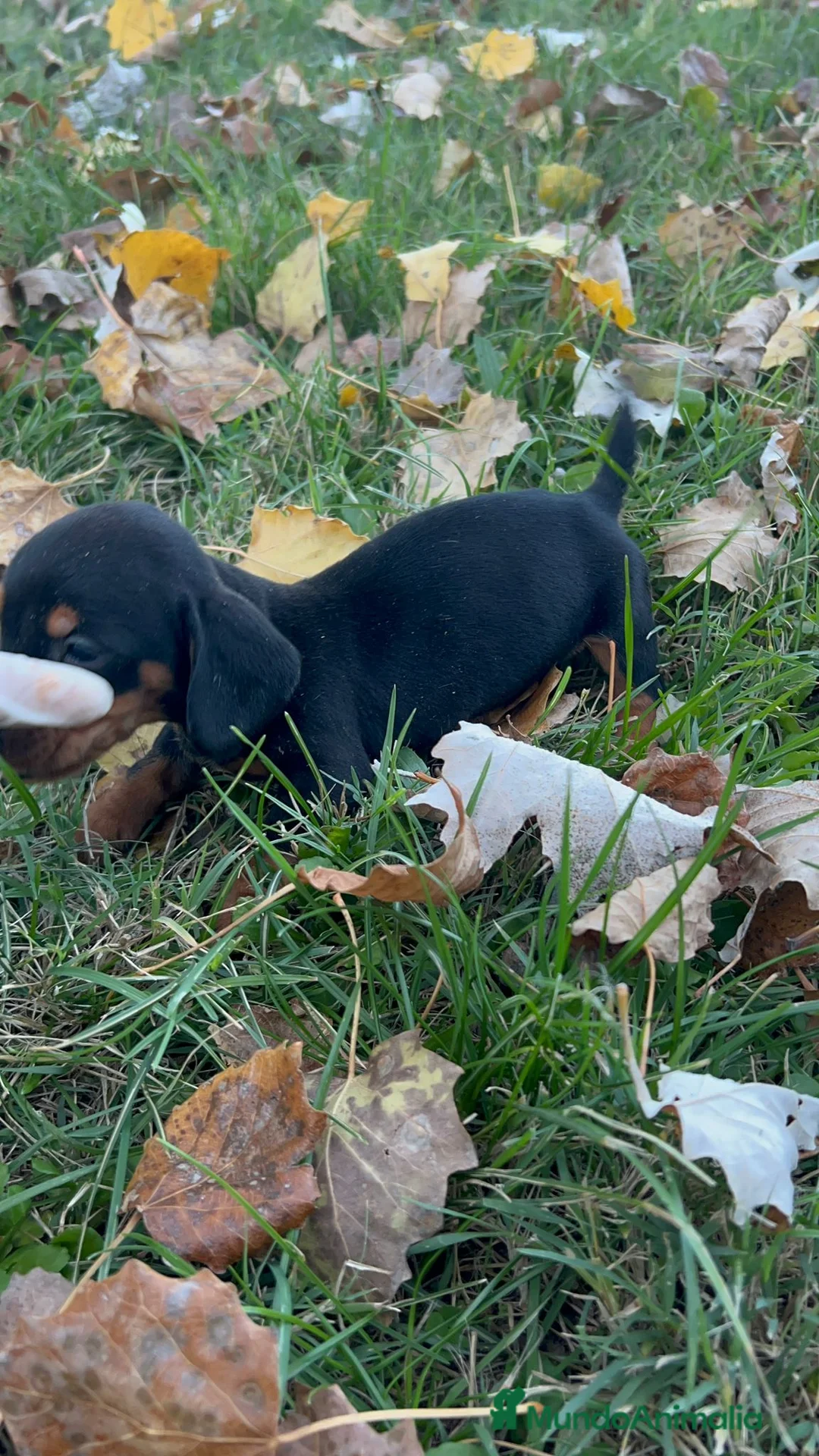 Teckel Miniatura perros en venta: Teckel mini  - Anuncio 9