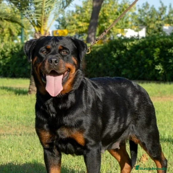 Rottweiler perros Camada de rottweiler  - Anuncio 1