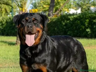 Rottweiler perros Camada de rottweiler - Anuncio 1