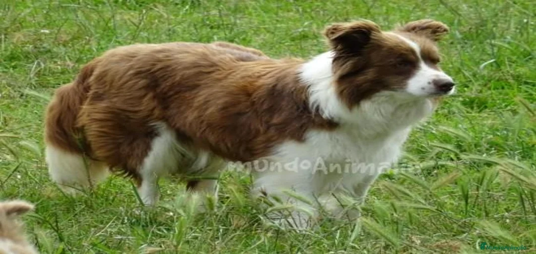 Imagen de galería {{count}}