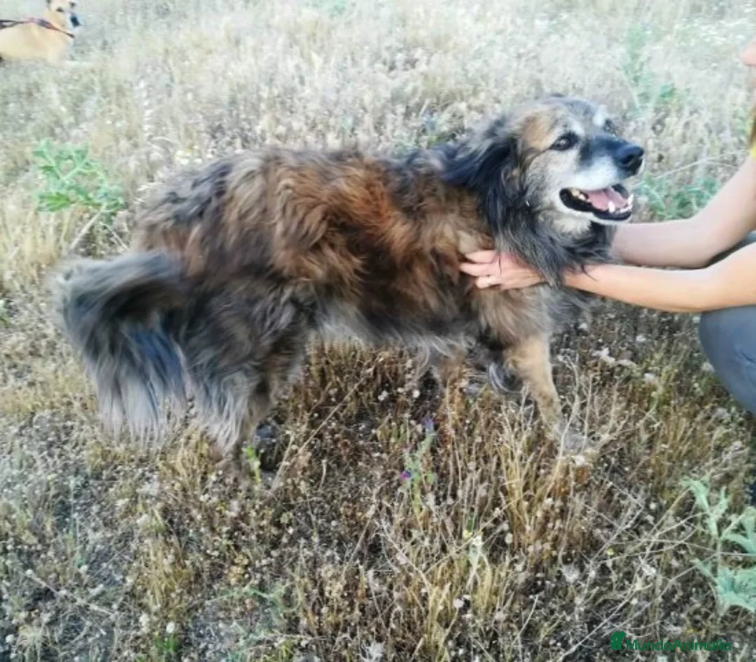 Raza Mixta perros en adopcion: CHAN, PERRITO EN ADOPCIÓN en Madrid - Anuncio 3