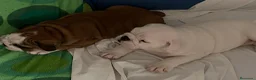 Bulldog Inglés perros en venta: Cachorros bulldog inglés  - Anuncio 5