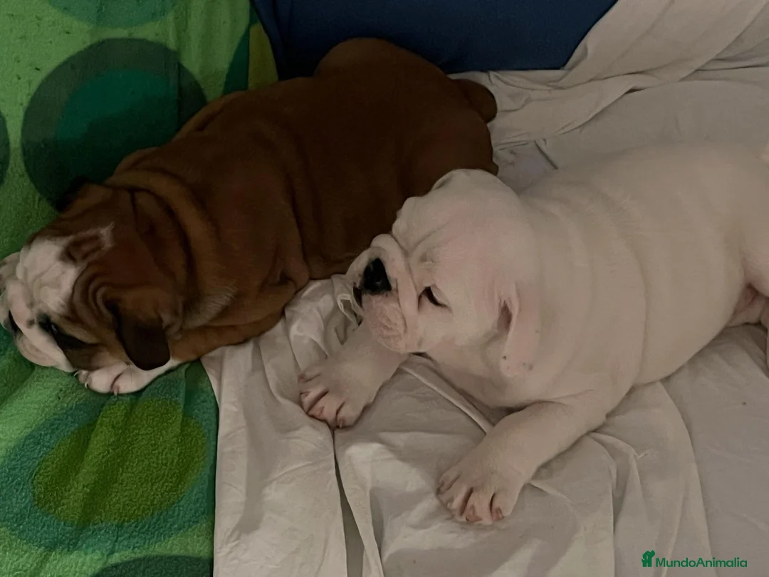 Bulldog Inglés perros en venta: Cachorros bulldog inglés  - Anuncio 5