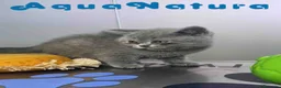 Británico de Pelo Corto Azul gatos en venta: British Hembra 6346 AQUANATURA - Anuncio 4