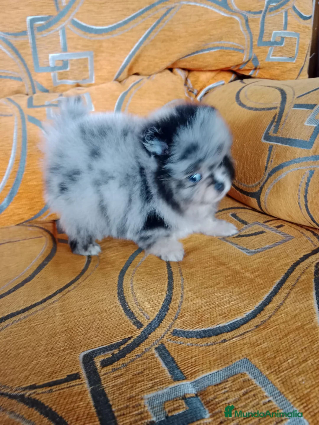 Pomerania perros en venta: Lulú de pomerania en venta - Anuncio 8