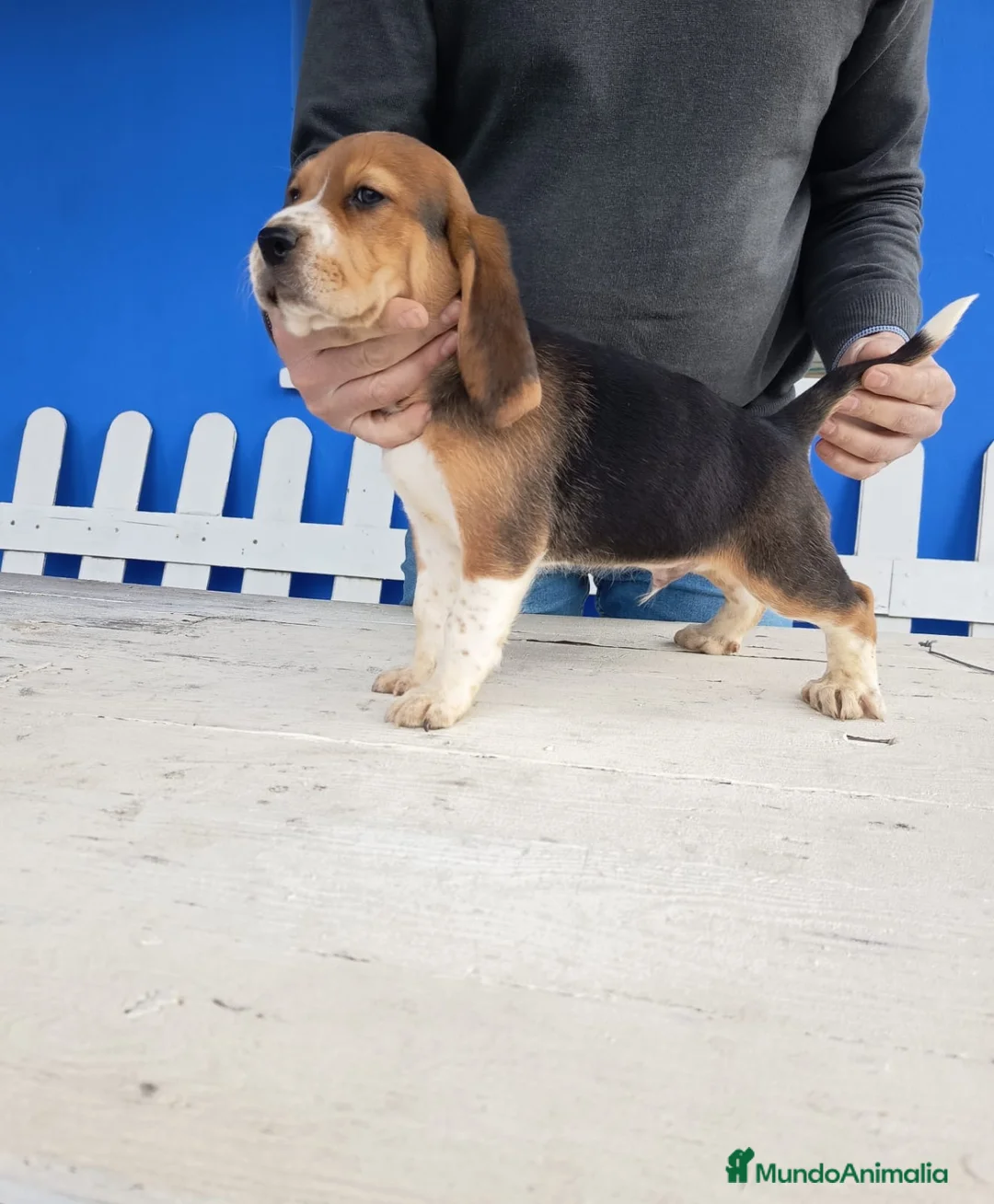 Beagle perros en venta: Cachorros de Beagle  - Anuncio 1