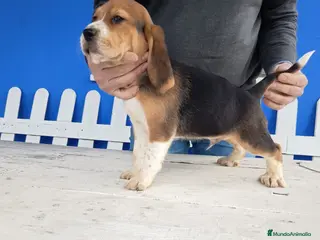 Beagle perros Cachorros de Beagle - Anuncio 2