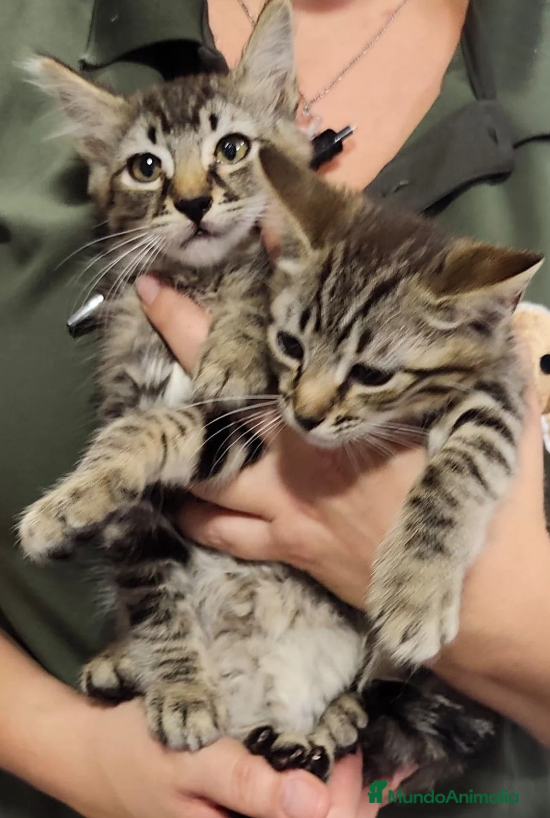 Raza Mixta gatos en venta: Mestizos de persa - Anuncio 2
