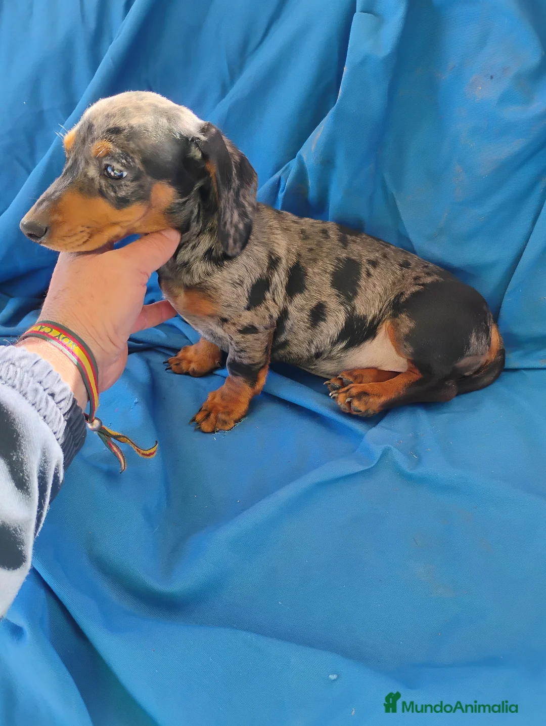 Teckel Miniatura perros en venta: Hembra teckel arlequín plata miniatura  - Anuncio 2