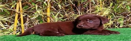 Labrador Retriever perros en venta: Labrador chocolate - Anuncio 6