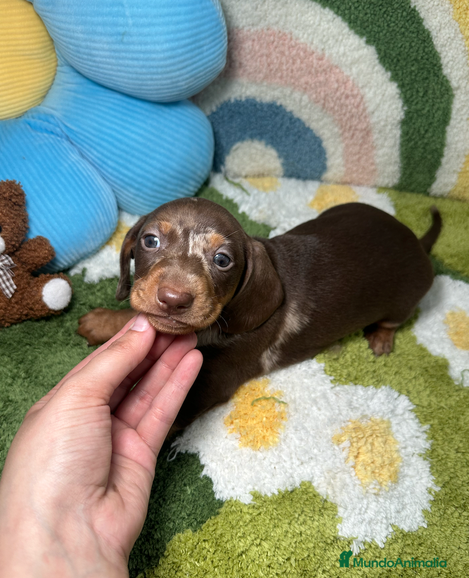 Teckel Miniatura perros Teckel Kaninchen Arlequin Chocolate - Anuncio 1