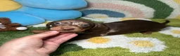 Teckel Miniatura perros en venta: Teckel Kaninchen Arlequin Chocolate - Anuncio 1